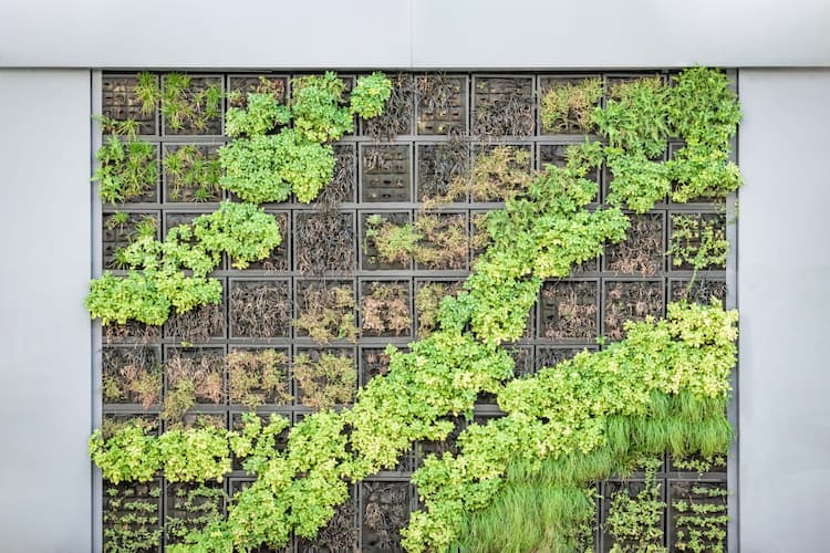 Plantas para jardines verticales