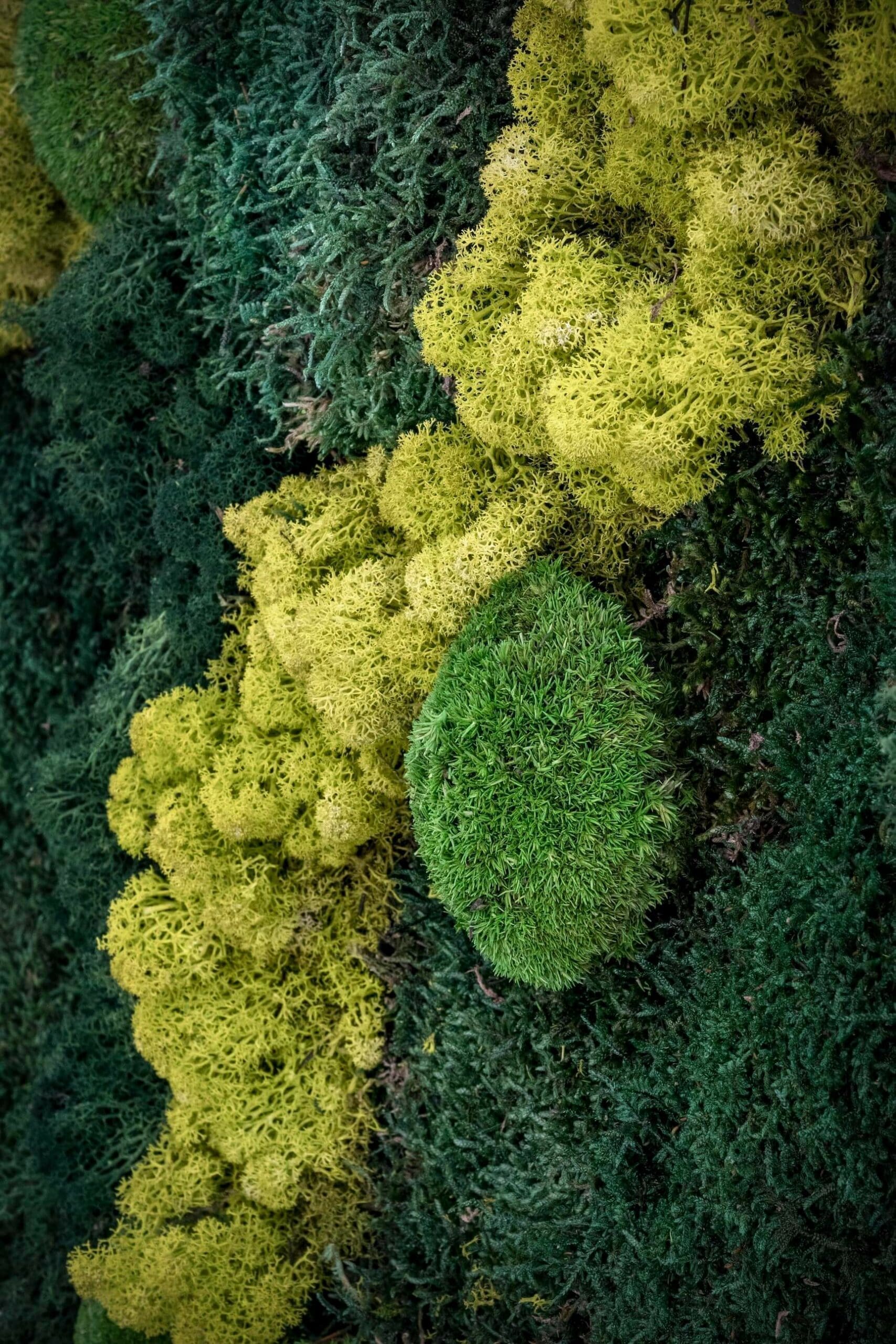 Hall Caleydos - Mi Jardín Vertical